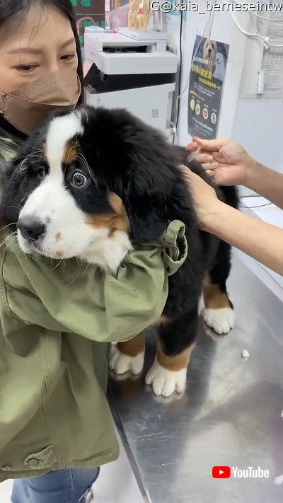 びっくりするワンコ