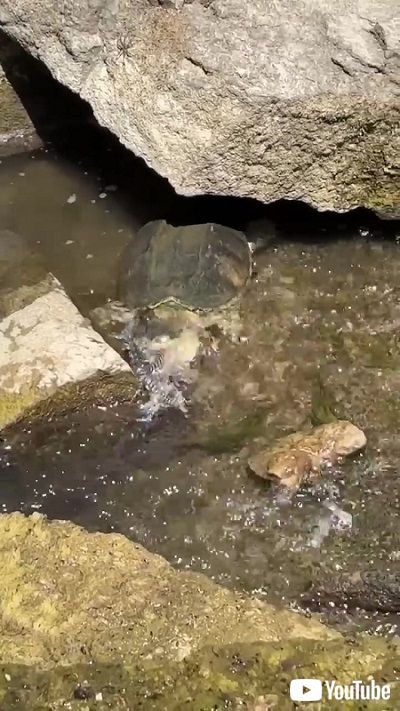 水ヘビを食べるカメ