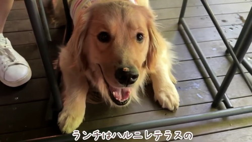 ハルニレテラス