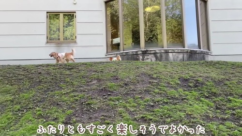 楽しそうに走る