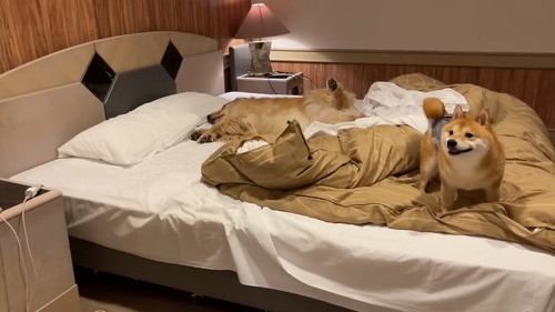 ベッドの真ん中ゴールデン