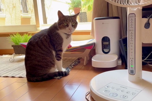猫探し