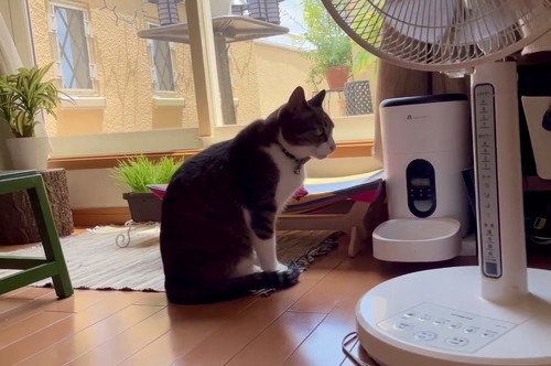 給餌器見る猫