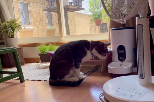 フード見つめる猫