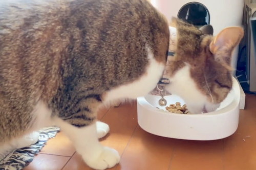 自分のじゃない