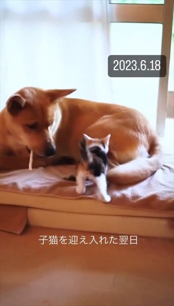 先住犬にじゃれつく子猫