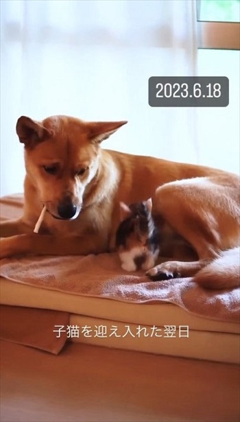 低い姿勢になる保護子猫