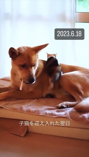 ジャンプする子猫