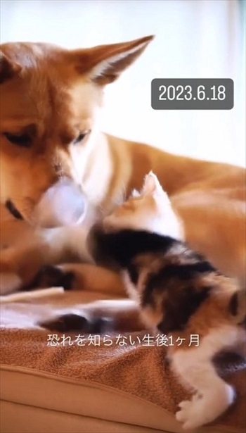 猫パンチする子猫