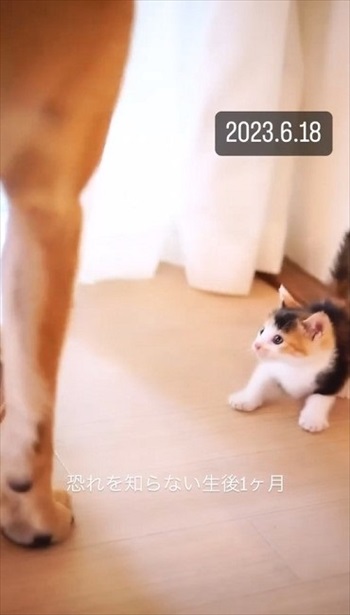 体格差がすごい犬と猫