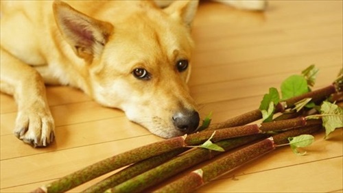 先住犬にじゃれつく子猫