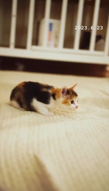 犬が気になる子猫