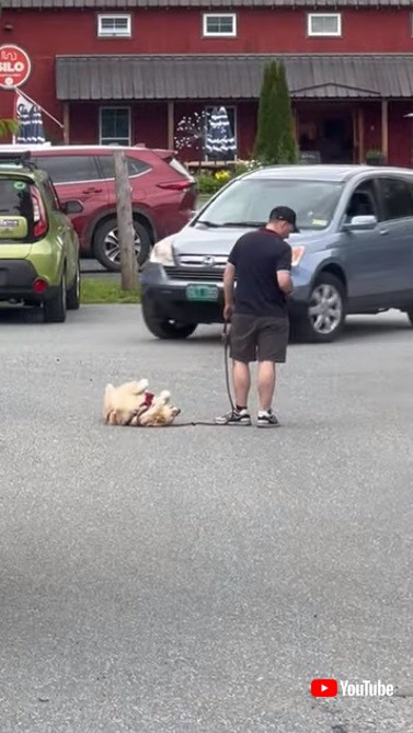 歩かないワンコ