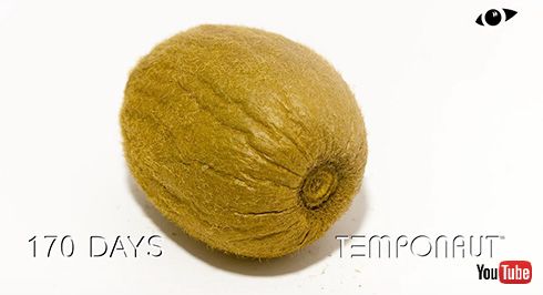 キウイ タイムラプス 実験