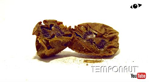 キウイ タイムラプス 実験