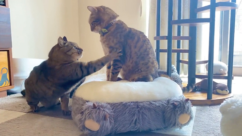 やさしい猫パンチ