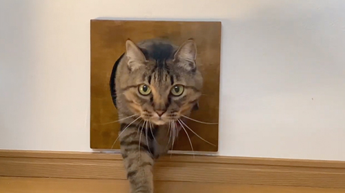 アクティブな2匹