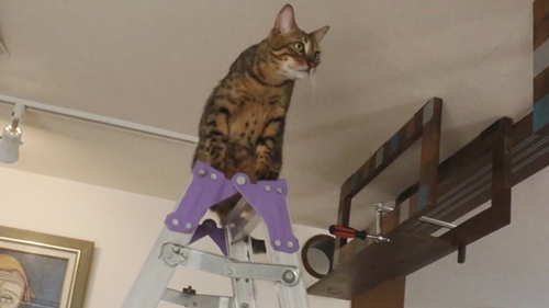 アクティブな2匹