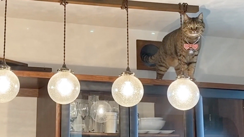 アクティブな2匹