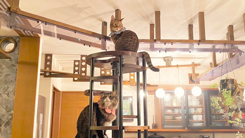 アクティブな2匹