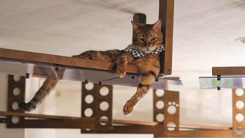 流し目レオンくん