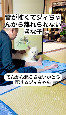 おじいちゃんになでられてながらカメラ見るワンコ