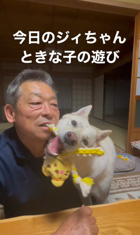 おもちゃくわえて遊ぶおじいちゃんと笑顔のワンコ