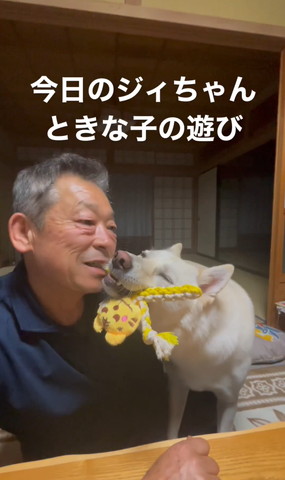 おもちゃくわえて遊ぶおじいちゃんと目とじるワンコ