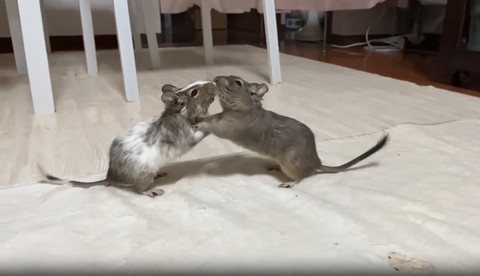 組み合うデグー