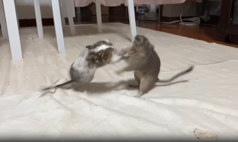 飛ぼうとするデグーと避けようとするデグー