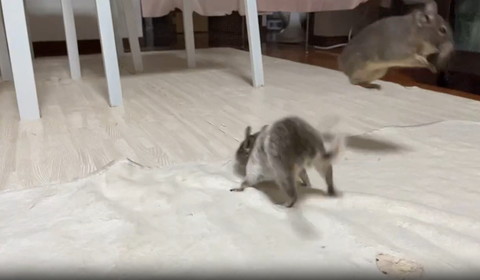 四つん這いデグーと飛んでるデグー