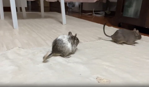 デグーのお尻を見るデグー