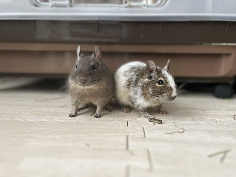 寄り添うデグー