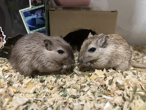 一緒に何かを食べるネズミ