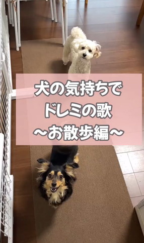 犬の気持ちでドレミの歌テロップ