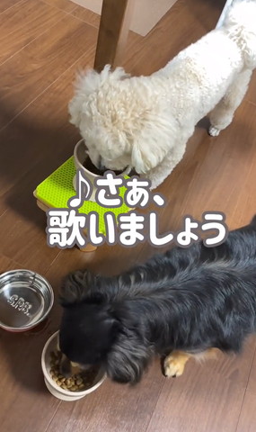 さぁ歌いましょうテロップ