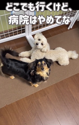 どこでも行くけどテロップ