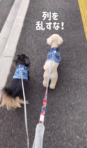 列を乱すな！テロップ