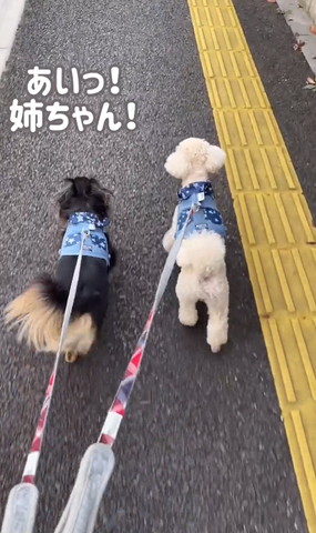 あいっ！テロップ