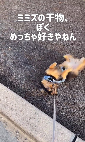 ミミズの干物テロップ