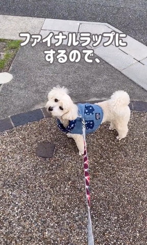 ファイナルラップテロップ