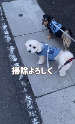 掃除よろしくテロップ