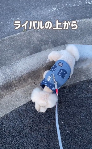 ライバルの上から