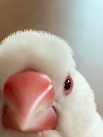 ドアップの文鳥