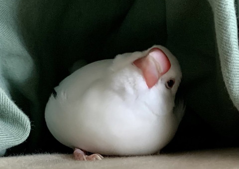 上を見上げる文鳥