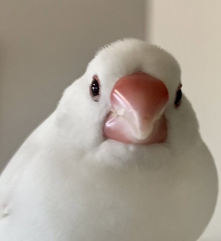 カメラ目線の文鳥