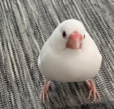 カーペットの上にいる文鳥