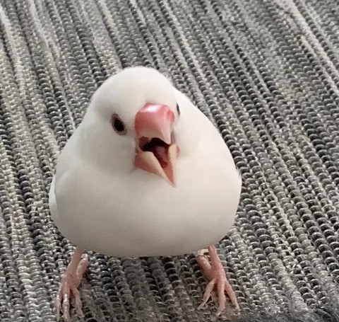 口あけてる文鳥
