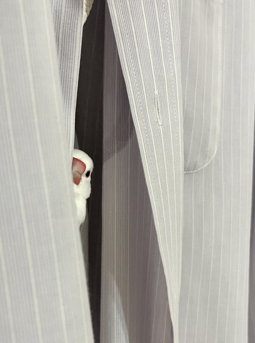 カーテンからのぞく文鳥