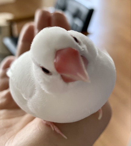首傾げてる文鳥